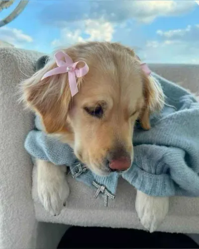 Filhote Golden Retriever, Seus dias ficarão mais felizes com um novo amigo peludo!