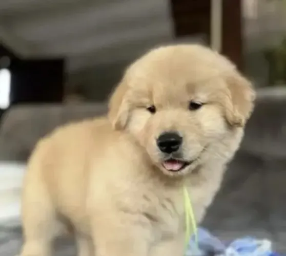 Golden Retriever Lealdade e Personalidade Únicas!