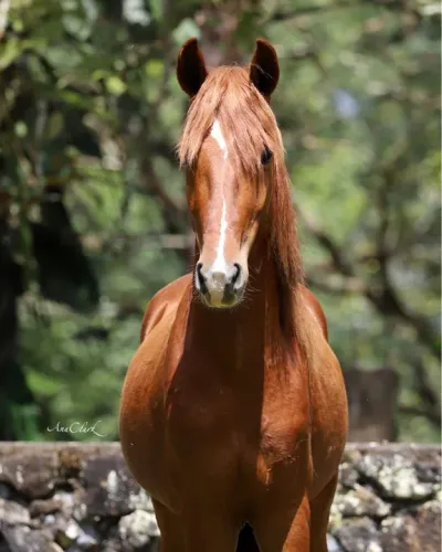 Cavalo Mangalarga Marchador