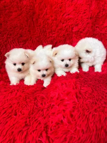 Filhote de Lulu da pomerania clarinhos