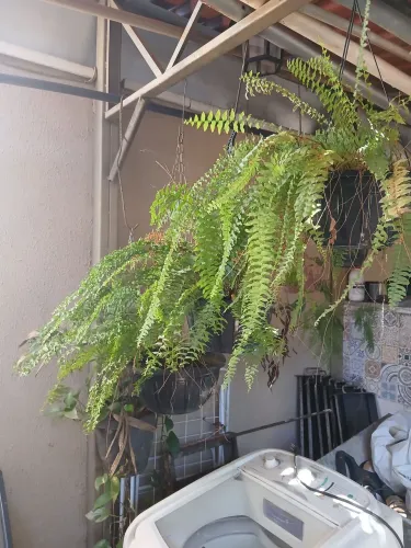 Samambaia pendente exuberante