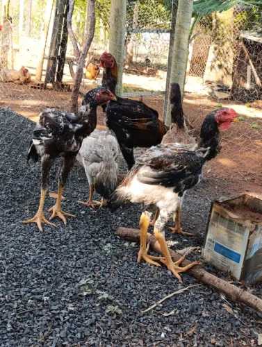 Frangos índios gigantes 