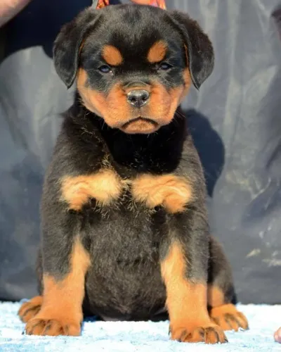 Filhote de Rottweiler bravo 