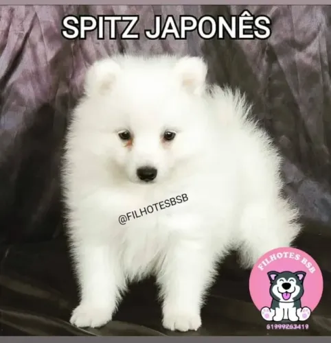 Spitz Japonês - filhotes disponíveis - 10x sem juros