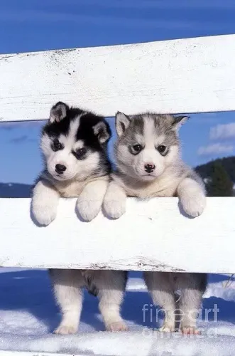 Dois filhotes de Husky Siberiano cheios de energia 