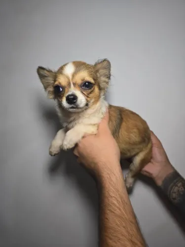 Um amiguinho leal para todas as horas