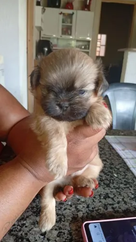 Vendo cachorro shitzu 700 os dois pra hj