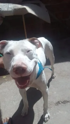 pitbull american bully