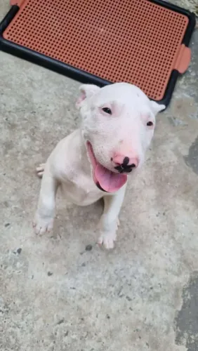 Bull Terrier ingles otimos para guarda e companhia