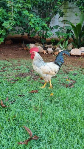 Galo GLC Branco Pintado - Forte, Saudável e Genética Impecável!