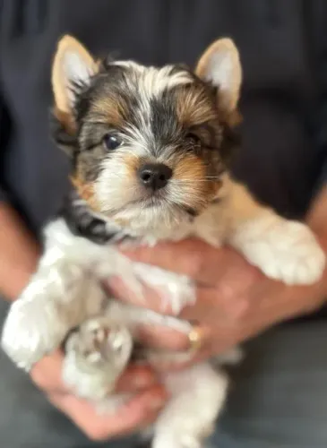 Biewer Terrier, muito estilo em um corpo tão pequeno! Temos fêmeas!
