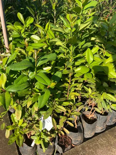 Pimenta da Jamaica 