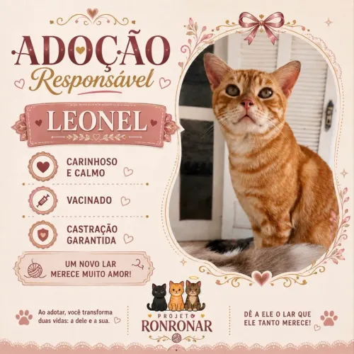 Gato macho para adoção 