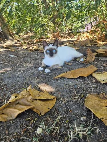 Gatinha castrada adoção
