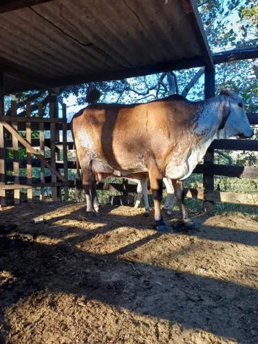 Vendo 02 vacas leiteiras