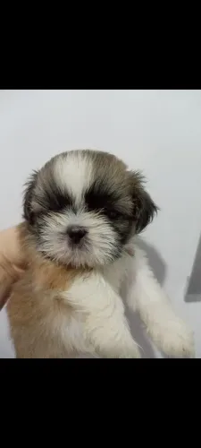 Shih tzu