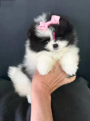 Lulu da Pomerania Panda menina super fofa
