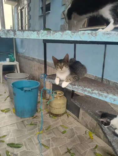 Gatinho lindo, tigrado e branco, muito fofo e bonzinho 