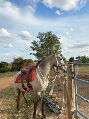 Potra mangalarga marchador