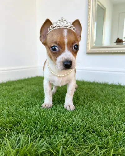 Pinscher Fêmea Delicada e Brincalhona