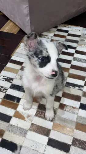 Filhote de Border collie