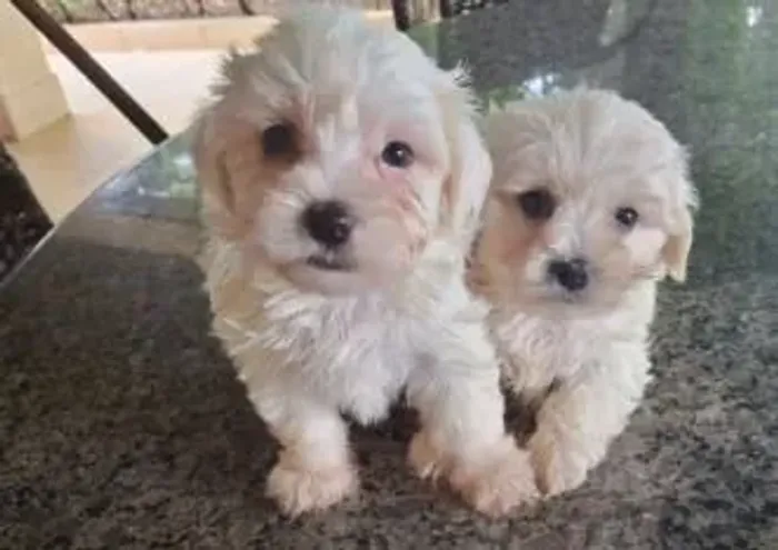 Maltês Cachorrinho lindo esperando um novo dono