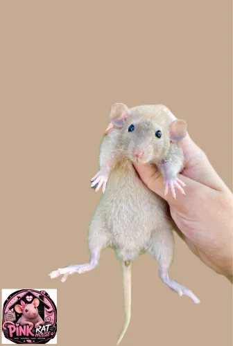 Rato de laboratório