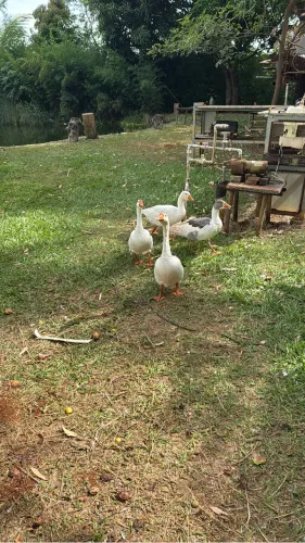 Vendo filhotes de gansos