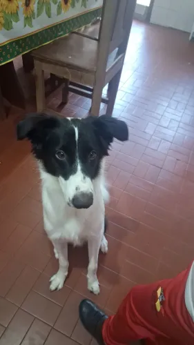 Doa-se cachorro de grande porte com URGÊNCIA 