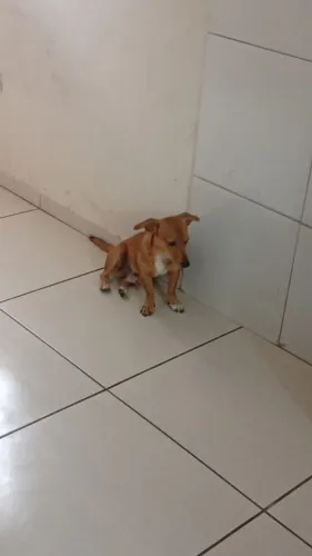 Cachorro Raciado com salcichinha