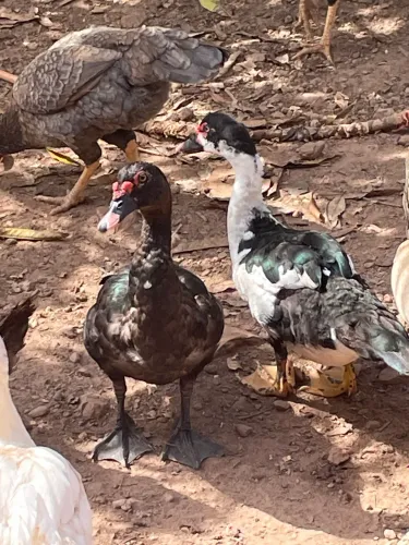 Vendo Patos machos