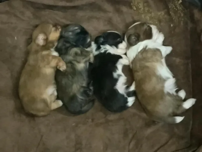 Filhotes raça shih tzu puro