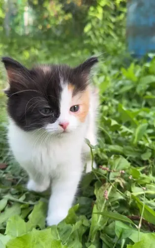 Filhotes gatinhos 