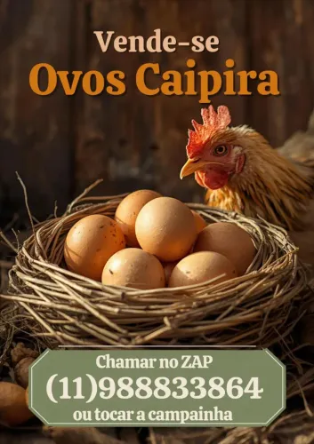 Ovos direto do galinheiro pra sua casa