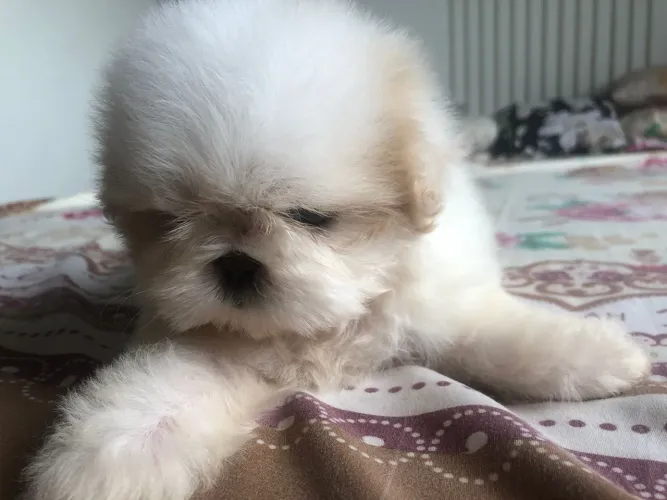 VENDO SHIH TZU...... MACHO..... PURO