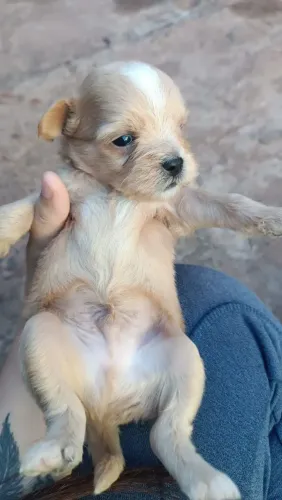 Shitzu com lhasa