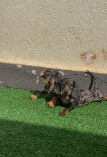 Dachshund machinho arlequim prata