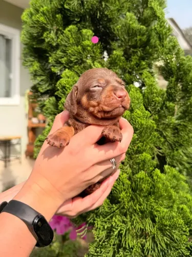 Filhotes de Dachshund disponíveis para reserva