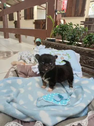 Chihuahua macho Pêlo Longo Preto Maravilhoso!Entregamos.Brinde kit filhote 
