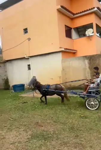 Pônei fêmea
