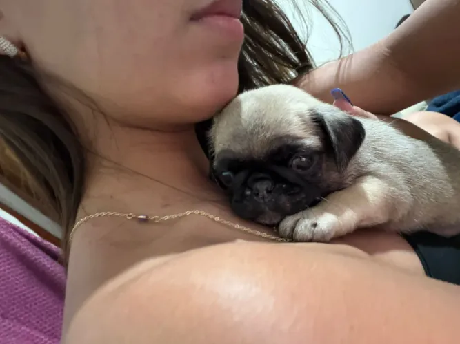 Pug macho 