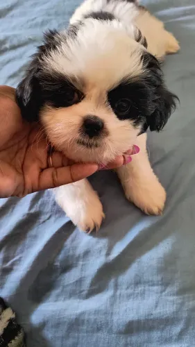 Shih Tzu- (raça pura) os pais são meus