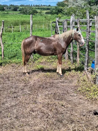 Cavalo de direita para troca muito manso