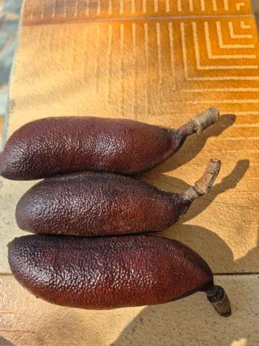 Fava de Jatoba 