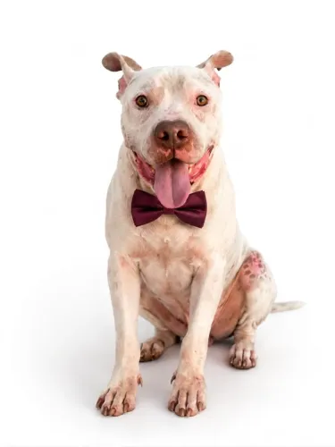 Pitbull para adoção responsável 
