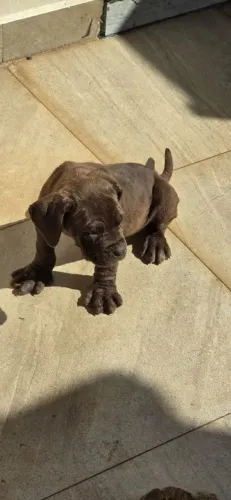 Filhotes de cane corso italiano premium