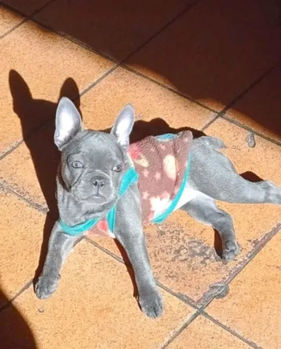 Bulldog francês fêmea