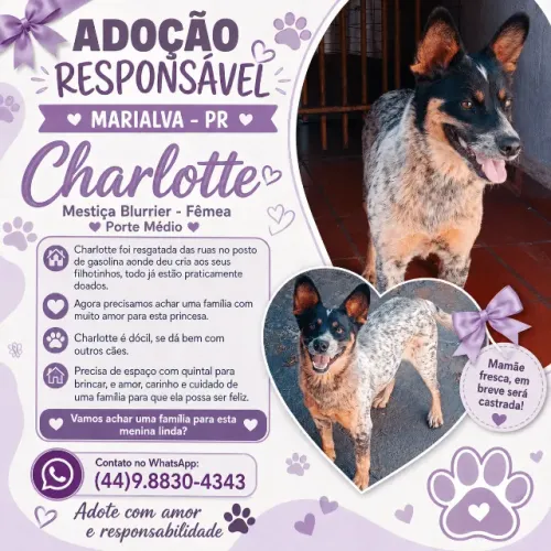 ADOÇÃO RESPONSÁVEL - CHARLOTTE