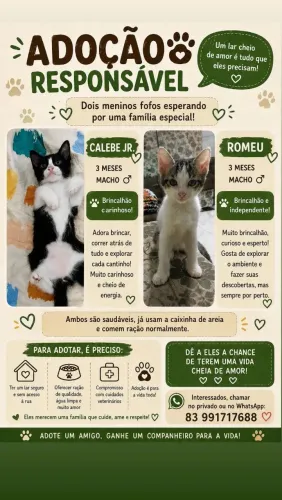 Dois gatinhos machos pra adoção - 4 messes