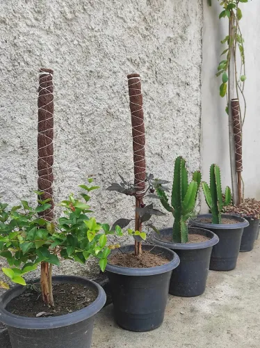 TUTOR PARA PLANTAS 